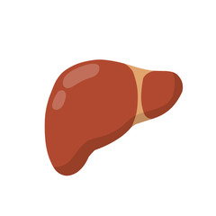 Healthy liver. Red internal human organ. Medicine and analysis. Cartoon flat illustration