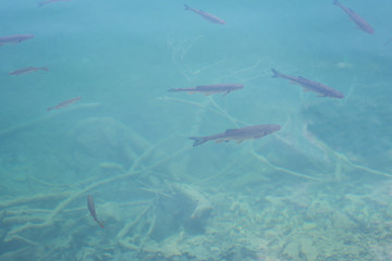 fresh water trout in plitvicke lake croatia water so clear one can see fish 