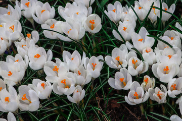 Lots of beautiful white crocuses bloom in the garden in the spring