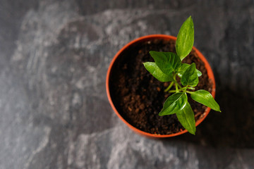 Sprouts of pepper in a pot.