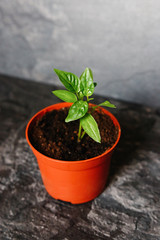 Sprouts of pepper in a pot.