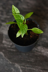 Sprouts of pepper in a pot.