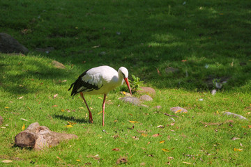 Obraz na płótnie Canvas A white stork is walking on green grass and looking for food.