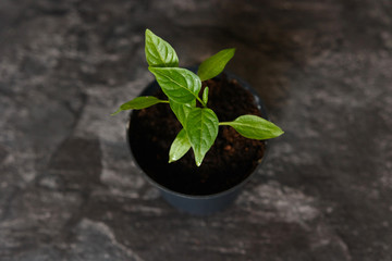 Sprouts of pepper in a pot.