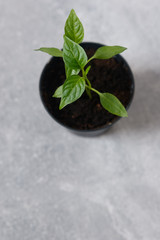 Sprouts of pepper in a pot.