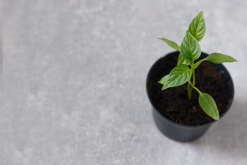 Sprouts of pepper in a pot.