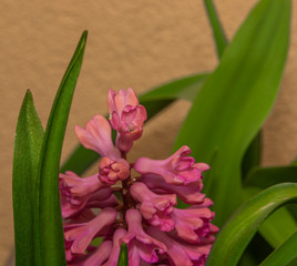 Macro pink color blossom of hyacinth flower in color fresh day