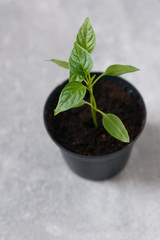 Sprouts of pepper in a pot.