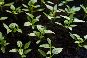 Sprouts of pepper in a pot.