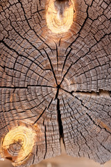 The texture of a tree log. Close-up