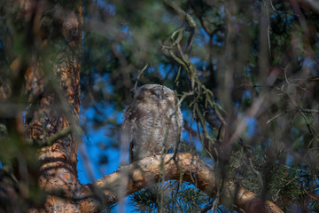 Wild Tawny owls in a pine tree in the district of Kungsholmen in Stockholm a sunny spring day.