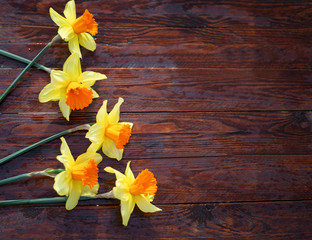 five yeallow daffodils laying on the brown wooden background