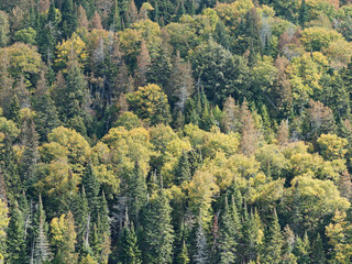 Pattern of trees filling the frame in Mont-Tremblant