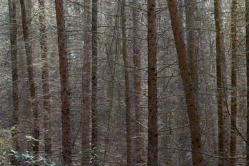 A dense, impenetrable forest of young Larch trees in spring