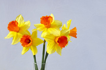  bouquet of five yellow daffodils