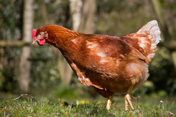 Free-range brown chicken with red com, wattle and earlobe