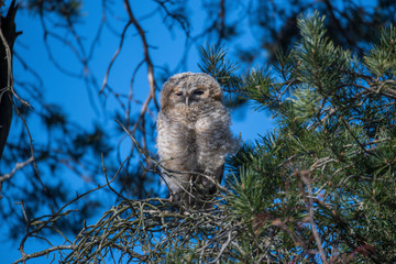 Wild Tawny owls in a pine tree in the district of Kungsholmen in Stockholm a sunny spring day.