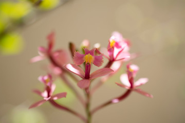 beautiful mini orchid flower, with blurred background.