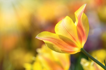 Closeup of a yellow spring tulip blooming in the flowerbed