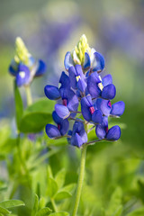 Texas Bluebonnet (Lupinus texensis) blooming in the spring