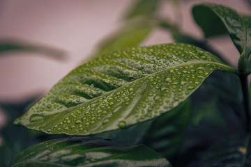 green leaf with drops of water