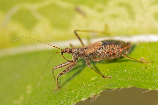 Himacerus apterus, known as the tree damsel bug is a species of damsel bug belonging to the family Nabidae