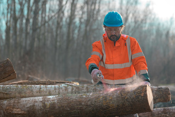 Forestry technician marking logs for firewood with red aerosol paint