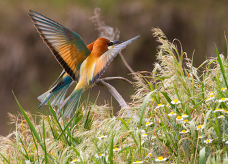 European bee eater, Merops apiaster. Common bee-eater.