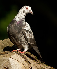 Dove, pigeon, columba, columbus, palumbes, palumbus.
