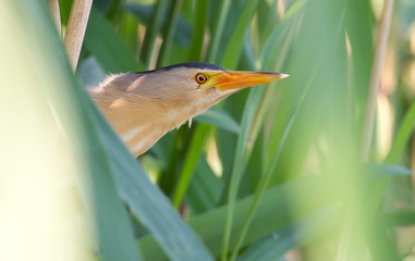 Little bittern, kioriki, Ixobrychus minutus. Bird hides in the reeds