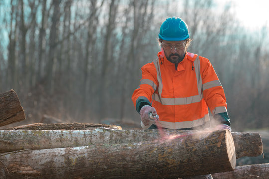 Forestry Technician Marking Logs For Firewood With Red Aerosol Paint