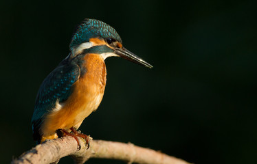Kingfisher, Alcedo, Eisvogel. Bird in the early morning