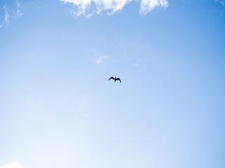 Obraz na płótnie Canvas bird in flight