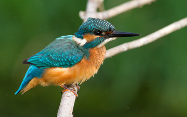 Kingfisher, Alcedo, Eisvogel. Young bird