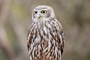 this is a close up of a  barking owl