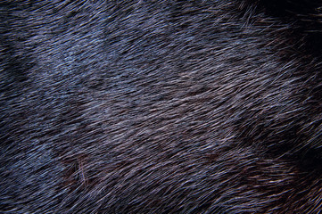 Background of dark mink fur. Close-up texture
