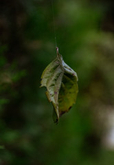 Autumn leaf hanging on a cobweb