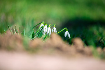 green grass in spring and wild snowdrops