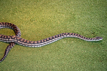 the carpet python is a long brown, tan and black snake