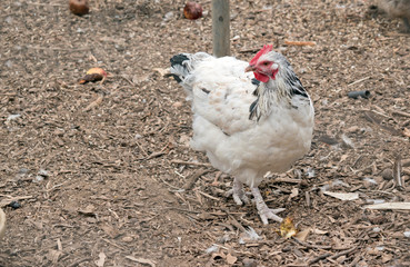 this is a white and black chicken with a red comb