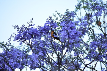 Árbol de Jacaranda con ave de color amarillo