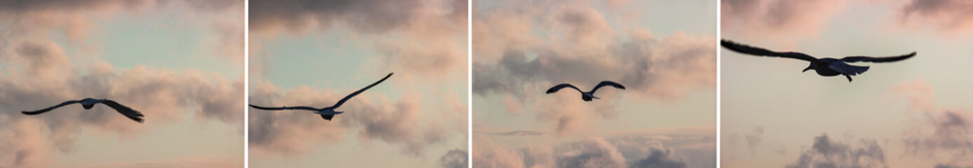 Möwe im Sonnenuntergang