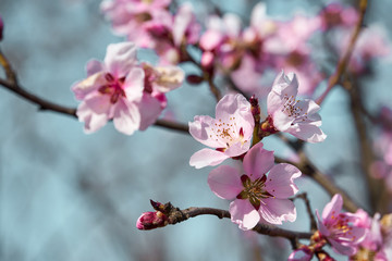 bright pink and white flowers on trees, blooming, spring landscape, beautiful background