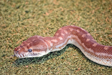 this is a close up of a children's python