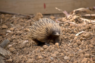 the short nosed echidna has raised her head