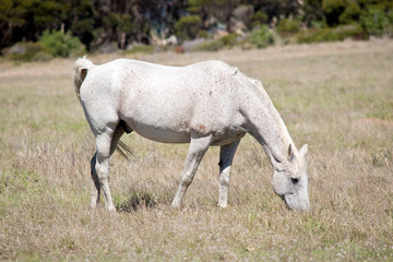 Obraz na płótnie Canvas this is a side view of a white horse