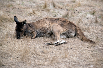this is a joey kangaro-island kangaroo