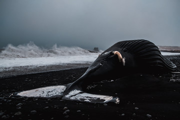 Martwy Wieloryb na Czarnej Plarzy