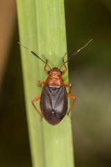 Capsus ater is a species of bug in the Miridae family.