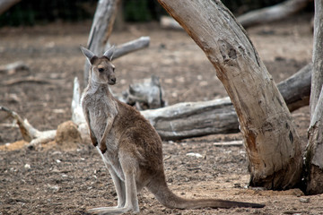 this is a western grey kangaroo joey